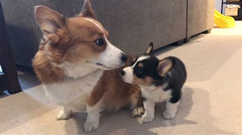 Call today to learn more about getting your very. Pembroke Welsh Corgi - Prairie Peak Kennels