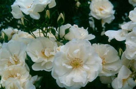 Groundcover Rose Flower Carpet White Groves Nurseries And Garden Centre