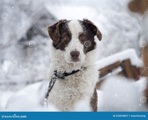 The Dog Is Freezing Stock Image Image Of Concept Seasons 234954837