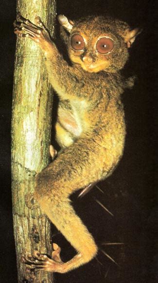 Tarsiers The Big Eyed Ancient Nocturnal Mammal Animal Pictures