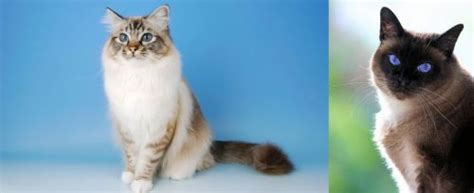 Birman Vs Applehead Siamese Breed Comparison Mycatbreeds