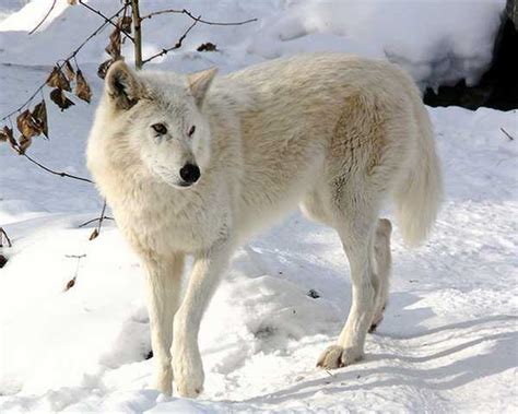 Arctic Wolf Wolves Photo 9412659 Fanpop