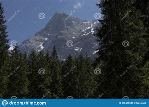 Beautiful Forest With A Lot Of Fir Trees With High Snow Covered