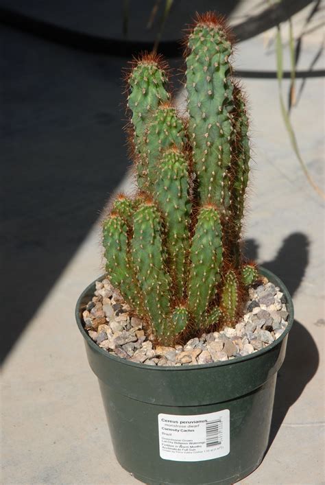 It is the sole member of the genus. 20120918 Cactus - Cereus peruvianus - dwarf | 2014 Picture ...