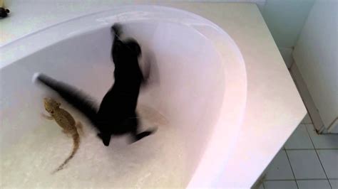 Alistair The Cat Falls In The Tub Youtube