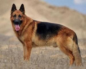 7:52 阿灰拔 106 339 просмотров. 德国狼犬 - 搜狗百科