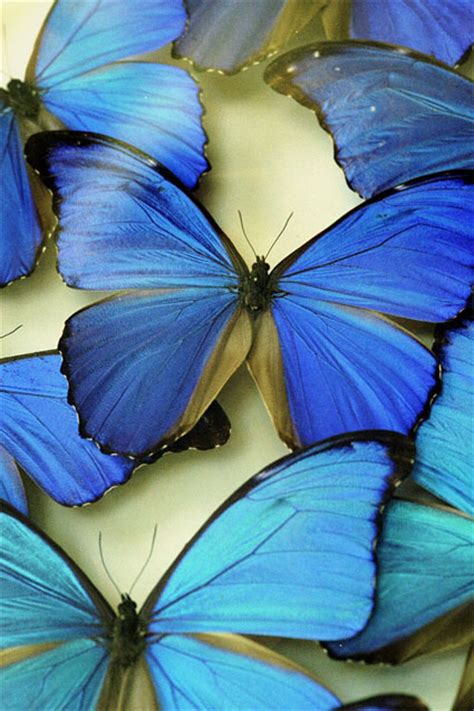Beautiful Blue Butterflies Butterflies Photo 32651740 Fanpop