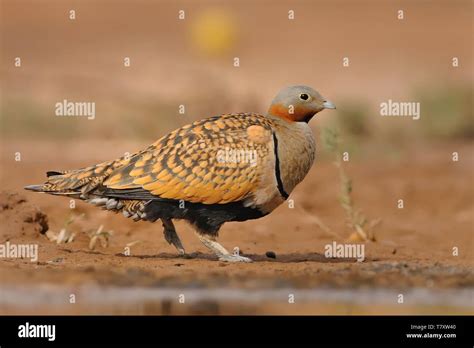 The Male Of Black Bellied Sandgrouse Pterocles Orientalis Sitting