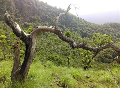 Mountain Slope Green Meadow Dense Forest Dead Wood Landscape Stock