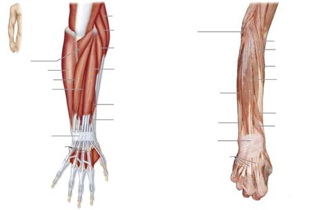 Lab 7 Right Posterior Forearm Superficial View Diagram Quizlet