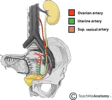 The Ureters Anatomical Course Neurovascular Supply Teachmeanatomy