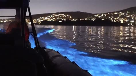 Glowing Dolphins Lit Up The Waters Off Newport Beach In A Stunning