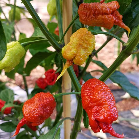 The sweet pepper is called peperone (plural peperoni) in italian. Peperoncino Carolina Reaper Caramel fresco - Assopepper