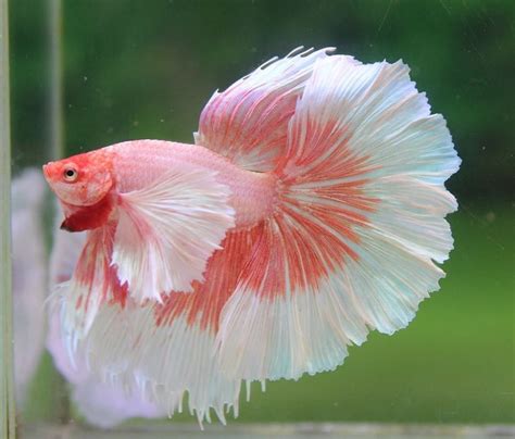 9 Awesome Giant Betta Fish En 2020 Peces De Agua Salada Peces Para