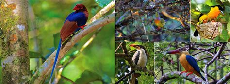 Bird Watching Tours In Sri Lanka Best Of Lanka