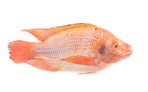 Fresh Red Nile Tilapia Fish Oreochromis Niloticus On White Stock