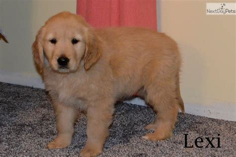 #goldenretriever #retrieverpuppies #retriever #puppies #puppiesofohio #mygoldenretriever. Golden Retriever puppy for sale near Cincinnati, Ohio. | 0c903d98-cf11