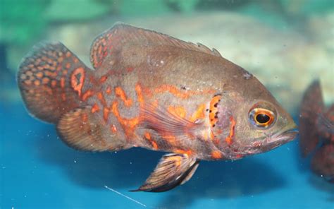 Oscar Fish Scales Are Peeling Off Causes And Solutions Vivo Pets