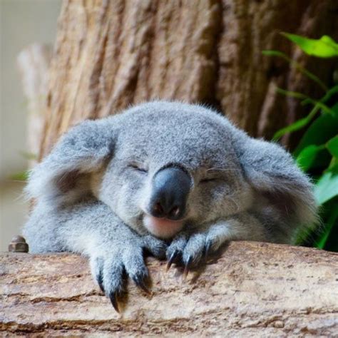 Sleepy Koala D Adorable Animals Pinterest