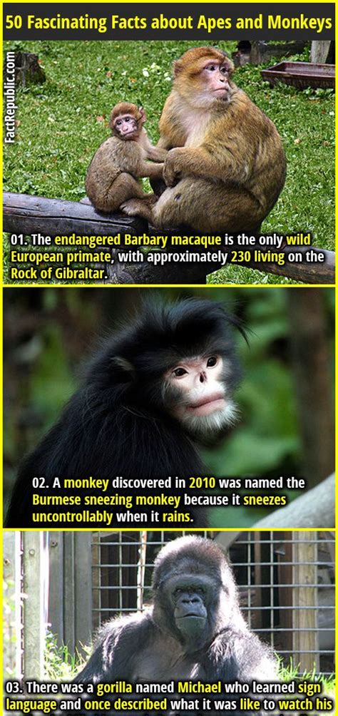 50 Fascinating Facts About Apes And Monkeys Fact Republic Fun Facts