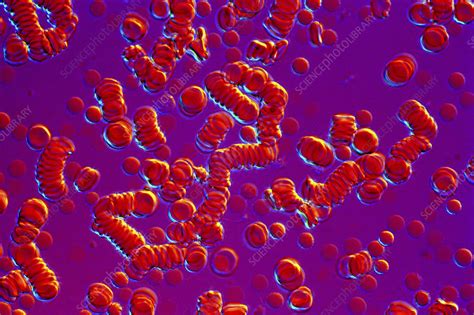 Red Blood Cells Light Micrograph Stock Image P2420460 Science