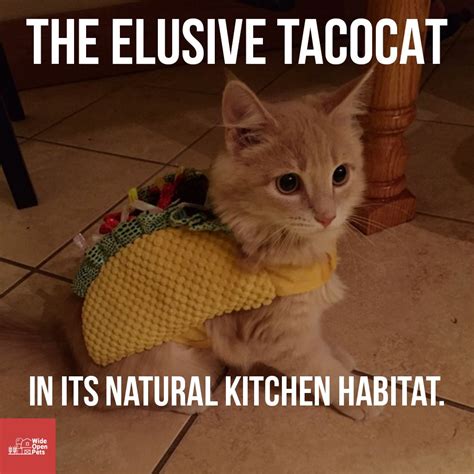 A New Species Taco Cat Cats Animals