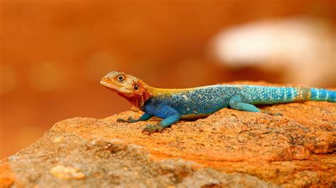 Bonechilling Facts About The Agama Lizard