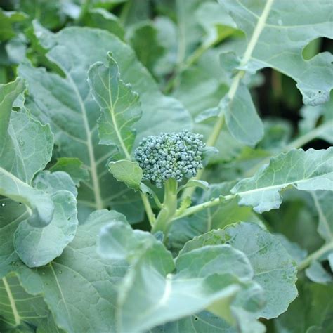 Stages Of Growing Broccoli