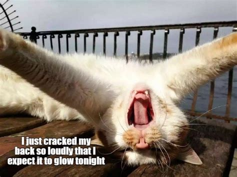 I Heard That Lolcats Lol Cat Memes Funny Cats Funny Cat