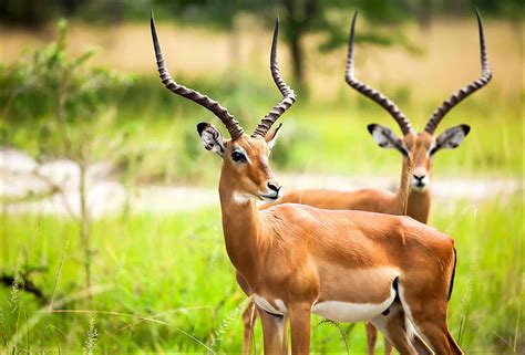 Antelope Animal Facts Az Animals