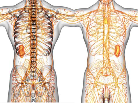 Lymphatic System How To Keep It Healthy And Happy
