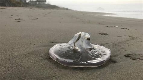 Why Are Jellyfish Washing Onto Beach In Morro Bay Cayucos San Luis