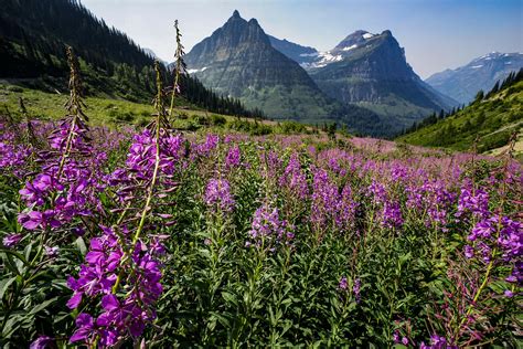 Wildflowers Along Going To The Sun Road Glacier National