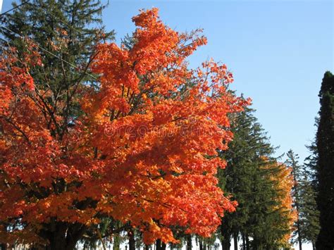 Brightly Coloured Trees In Autumn In Ontario Stock Photo Image Of