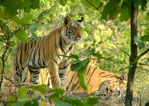 Tiger In Bandhavgarh Reserve C A Wild Images