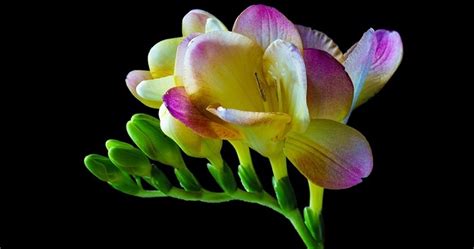 Maybe you would like to learn more about one of these? Freesia Flower - Meaning, Symbolism and Colors
