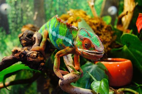 Hd Wallpaper Chameleon Photography Animals Chameleons Colorful One