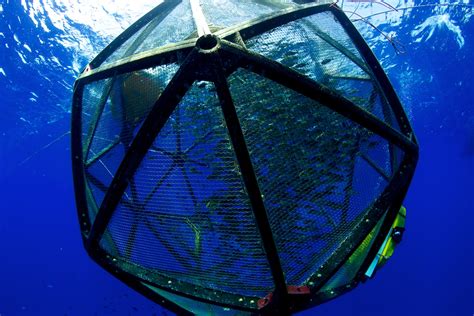 Underwater Aquapod In Hawaii Floating Fish Farm Hawaii Velella