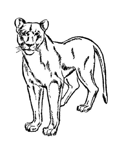 Realistic Lioness Coloring Pages Coloring Pages