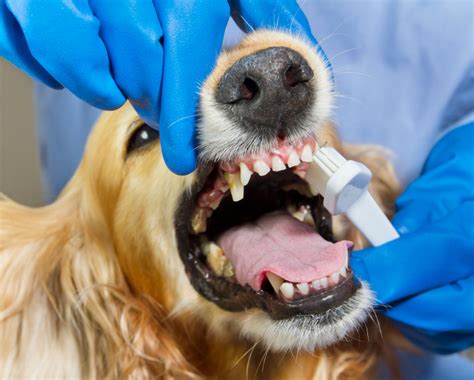 Dog Dentist Cleanup Allcare Veterinary Hospital Of Pacificaallcare