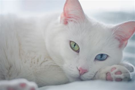 White Cat With Different Eyes Is Resting Wallpapers And Images