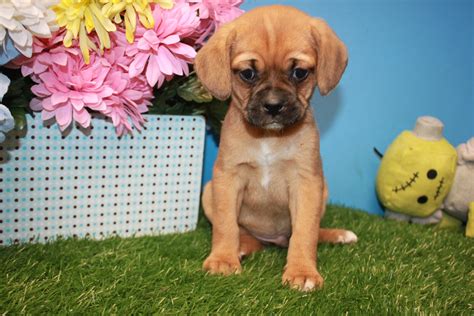 Puggle Puppies For Sale Long Island Puppies