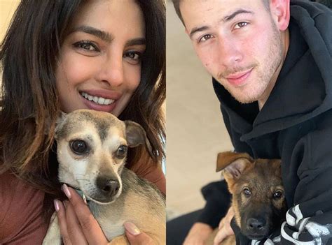 The attention on nick jonas and priyanka chopra's relationship hasn't been all positive, with critics questioning how quickly the two had become to cap off their incredible love story, nick jonas and priyanka chopra were married on december 1st of 2018 at the taj umaid bhawan palace in. Nick Jonas and Priyanka Chopra's Dogs Are Fighting For ...