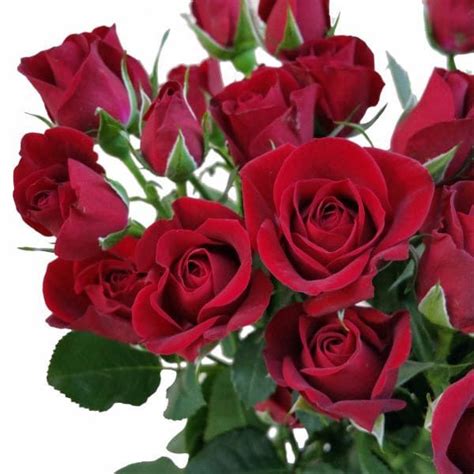 Spray Rose Rubicon Dark Red Spray Roses Wedding Flower Design Rose