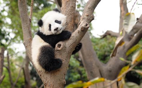 Giant Pandas The Chengdu Research Base The Inside Track