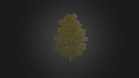 Acer Platanoides M Buy Royalty Free D Model By Cgaxis De