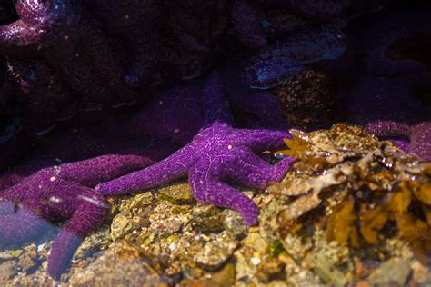 Cluster Of Purple Sea Stars Pisaster Ochraceus Generally Known As The