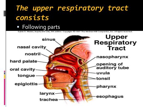 Upper respiratory infection versus lower: Respiratory tract infections