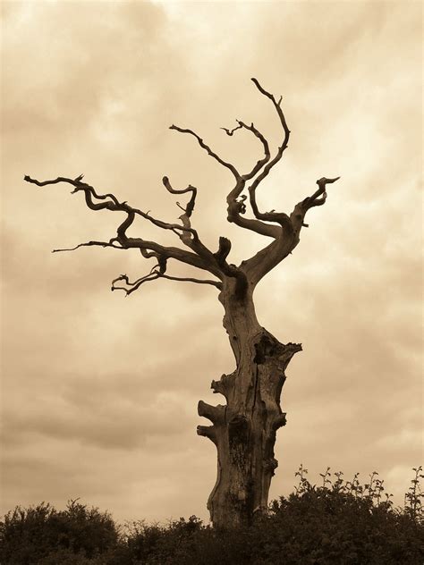 Dead Tree Taken In Colour Near Botolph Claydon Bucks But Flickr