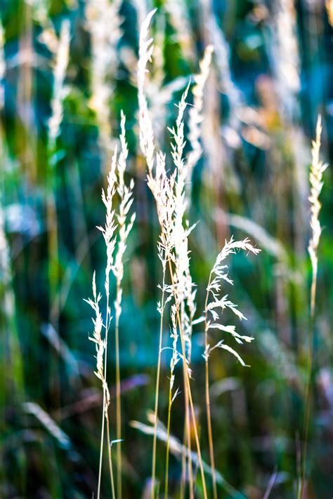 Reed Grass Nature Free Photo On Pixabay Pixabay